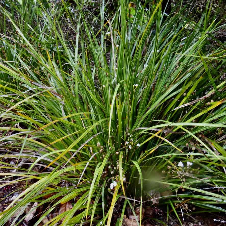 Bason Libertia ixioides - Bason Botanic Gardens - Whanganui
