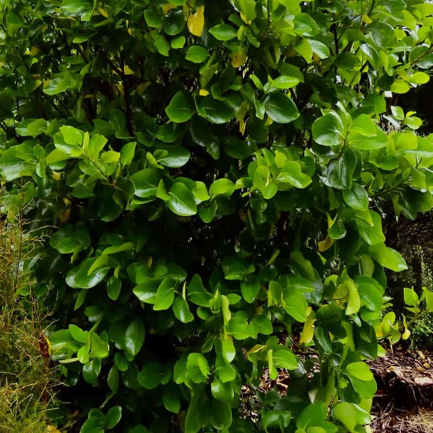 Griselinia lucida Bason Botanic Gardens Whanganui