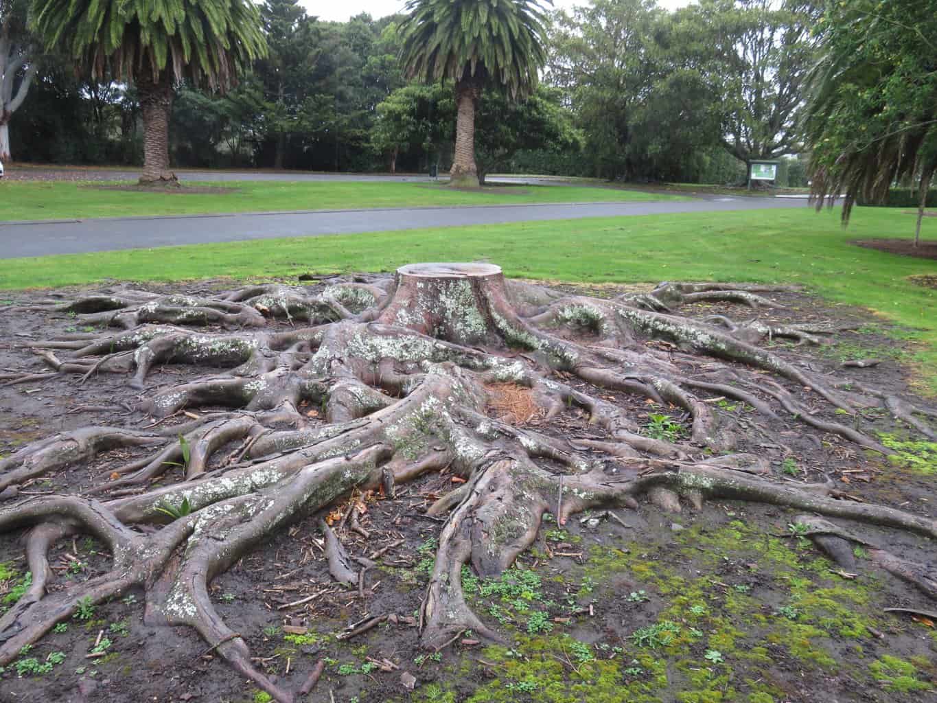 Moreton Bay Fig stump Bason Botanic Gardens Whanganui
